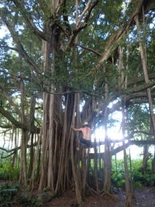 hawaii banyan tree