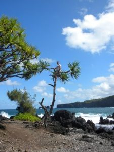 hawaii tree